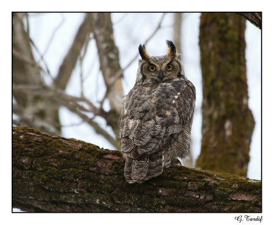 Grand duc / Great Horned Owl