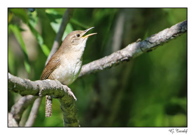 Troglodite famillier / House Wren