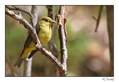 Piranga écarlate / Scarlet Tanager