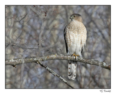 pervier de cooper / Cooper's Hawk