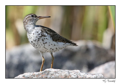 Chevalier grivelé / Spotted sand piper
