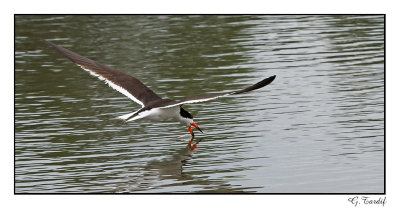 Bec en ciseaux noir / Black skimmer