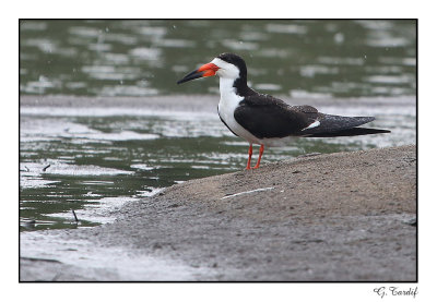 Bec-en-ciseaux noir / Black skimmer