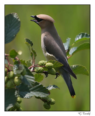 Jaseur D'Amérique / Cedar Waxwing1P6AG4750B.jpg