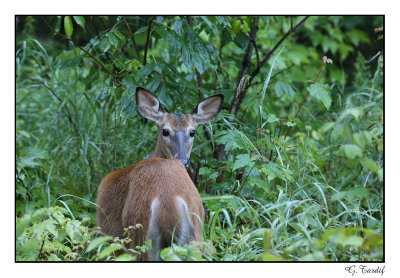 Cerf de Virginie / White-Tailed Deer1P6AG6849B.jpg