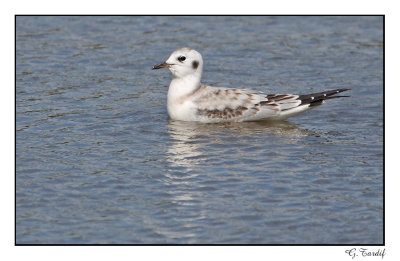 Mouette de Bonaparte / Bonaparte's Gull1P6AH0105B.jpg