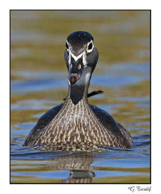 Canard branchu / Wood Duck1P6AH3996C.jpg