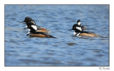 Harle couronné / Hooded Merganser1P6AH4808B.jpg