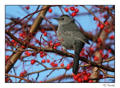 Moqueur chat / Gray Catbird1P6AH6294B.jpg