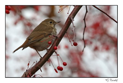 Grive solitaire/ Hermit Thrush1P6AH6082B.jpg