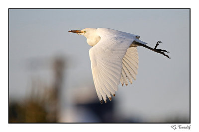 Hron garde-boeufs/Cattle Egret1P6AH7613B.jpg