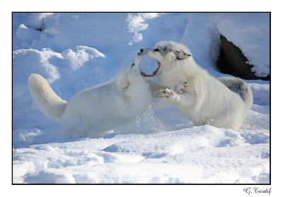 Renard arctique/ Artic Fox1P6AH9840B.jpg