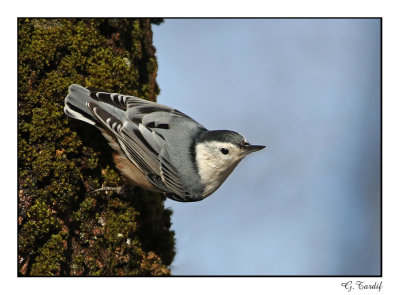 Sittelle  poitrine blanche/White-breasted Nuthatch1P6AI0903B.jpg