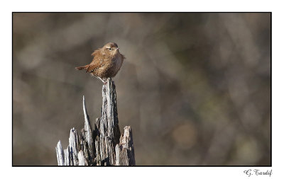 Troglodyte des forêts/Winter Wren1P6AI0836B.jpg