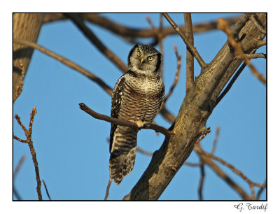 Chouette pervire/Northern Hawk Owl1P6AI3266B.jpg