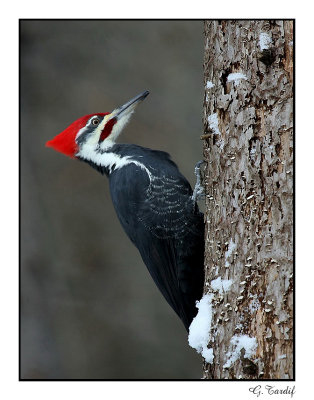 Grand pic/Pileated Woodpecker1P6AD1208E.jpg