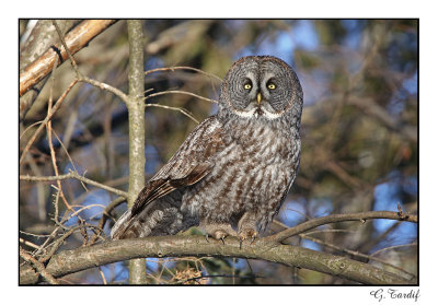 Chouette lapone/Great Gray Owl1P6AI5264B.jpg