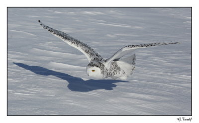 Harfang des neiges/Snowy Owl1P6AD4921B.jpg
