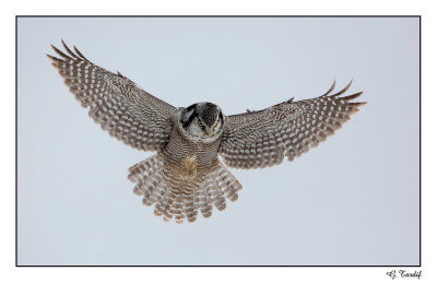 Chouette pervire/Northern Hawk Owl1P6AD9228B.jpg