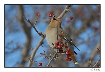 Jaseur boral/Bohemian Waxwing1P6AI6459B.jpg