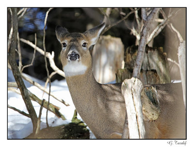 Cerf de Virginie/White-Tailed Deer1P6AJ3370B.jpg