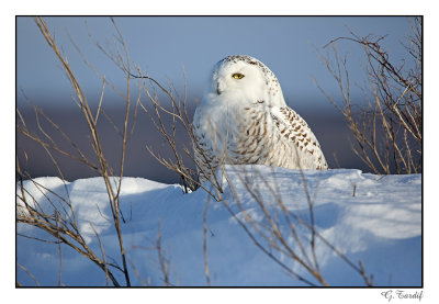 Harfang des neiges/Snowy Owl1P6AI9258B.jpg