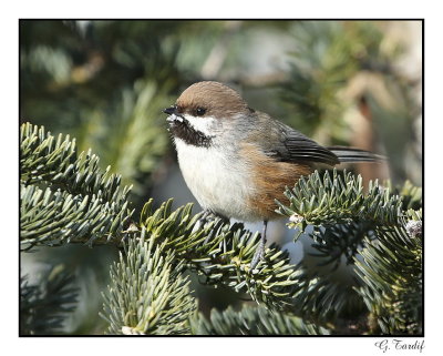 Mésange à tête brune/Boreal Chickadee .jpg