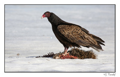 Urubu  tte rouge/Turkey Vulture1P6AJ5858C.jpg