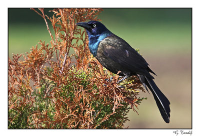 Quiscale bronz/Common Grackle1P6AG1823C.jpg