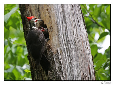Grand pic/Woodpecker1P6AK4783B.jpg