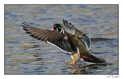 Canard branchu/Wood Duck1P6AM2331D.jpg