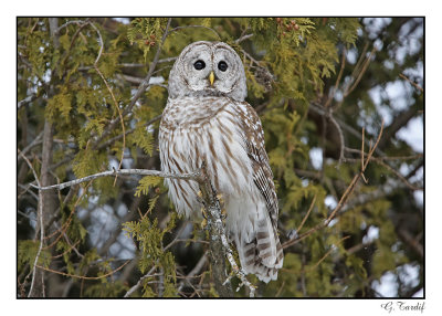Chouette raye/Barred Owl