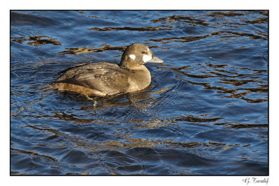 Arlequin plongeur/Harlequin Duck055AA1653B.jpg