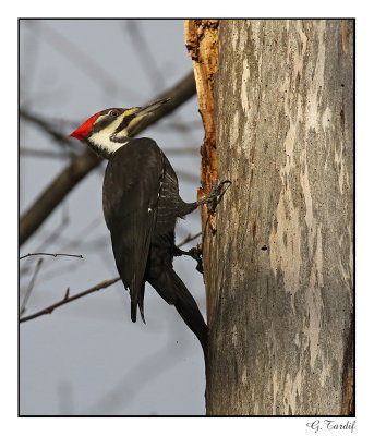 Grand pic/ Pileated Woodpecker1P6AM8034C.jpg