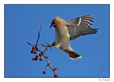 Jaseur boral/Bohemian Waxwing1P6A0396C.jpg