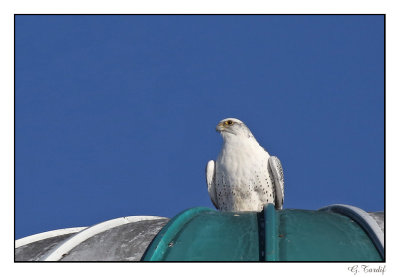 Faucon gerfaut/Gyrfalcon1P6AN1446B.jpg