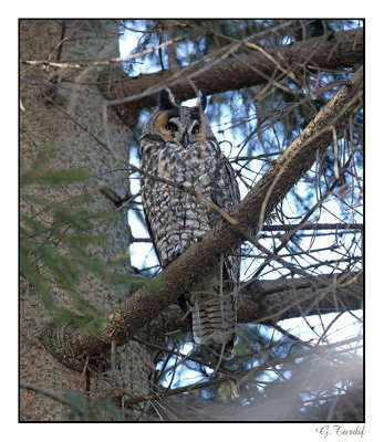 Hibou moyen-duc/Long-eared Owl1P6AN1716B.jpg