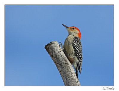Pic  ventre roux/Red-bellied Woodpecker1P6AN2866B.jpg