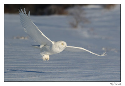Harfang des neiges/Snowy Owl055AA5198B.jpg