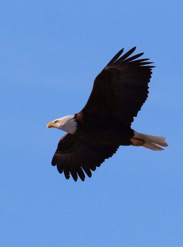 Bald Eagle along the Des Moines River