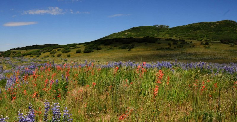Lupins and Indian Paintbrush on Last Dollar Road