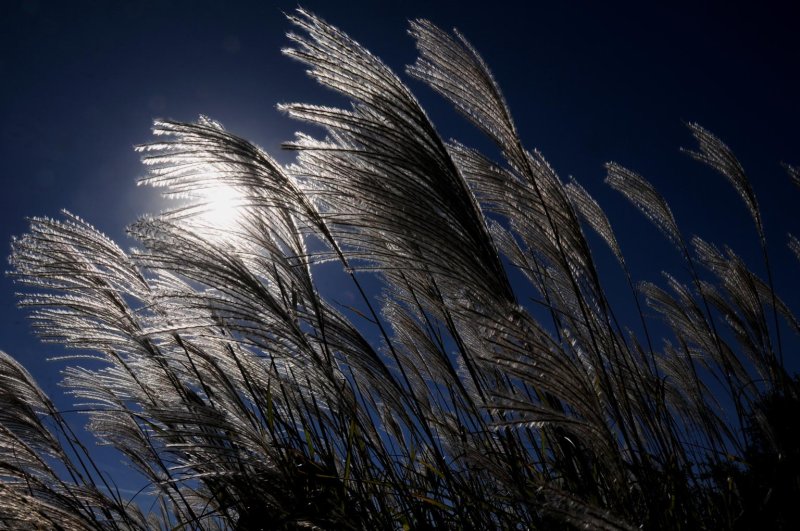 Pampas Grass