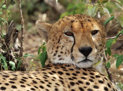 Portrait of a Cheetah