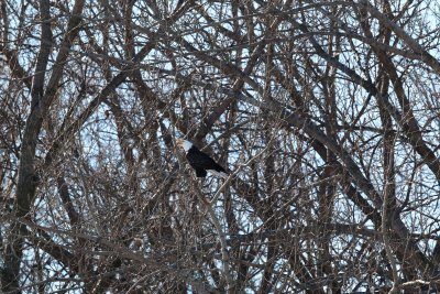 Bald Eagle