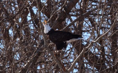 Bald Eagle