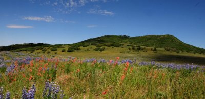 Lupins and Indian Paintbrush on Last Dollar Road