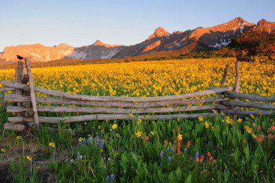 Sunset Flowers on the Last Dollar Road