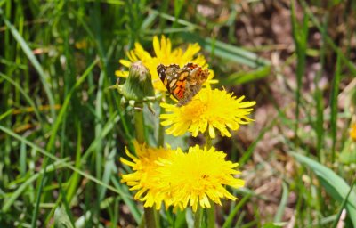 Butterfly and Dandelion