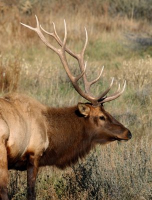 Elk @ Chaco Culture National Historic Park