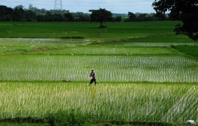 Indonesia 2016 Rice Fields